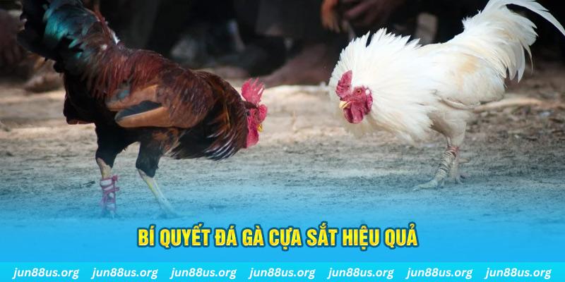 99wim đá gà cựa dao