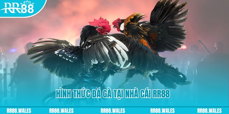 99wim xin 1 slot là gì