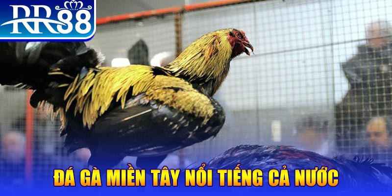 99wim gà chọi c1.com trực tiếp 888